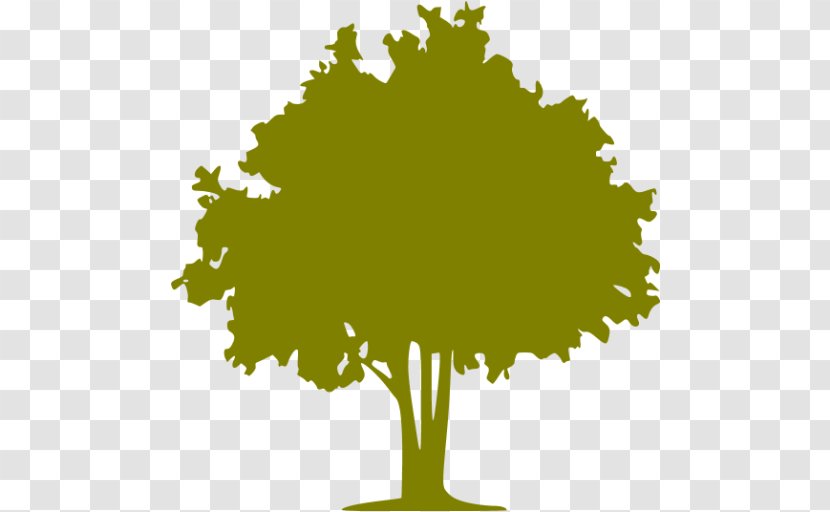 Tree Olive Forest Color - Leaf Transparent PNG