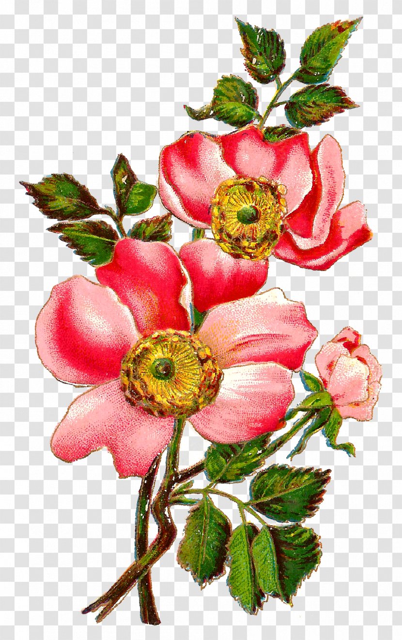 Flower Centifolia Roses Field Rose Petal Floral Design - Flowering Plant - Botanical Transparent PNG