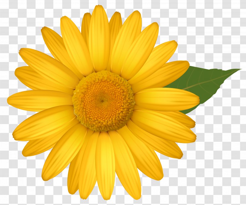 Common Daisy Flower Yellow Transvaal Clip Art - Chrysanthemum - Flowers Transparent PNG