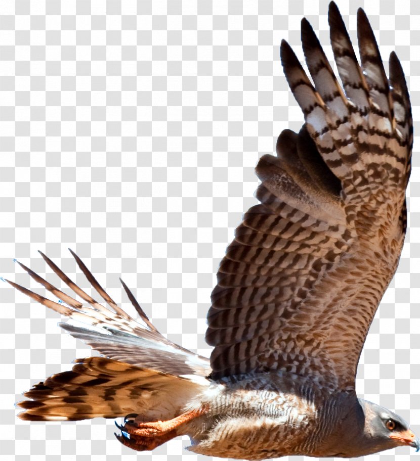 Bird Of Prey Hawk Accipitriformes Falcon - Tail Transparent PNG