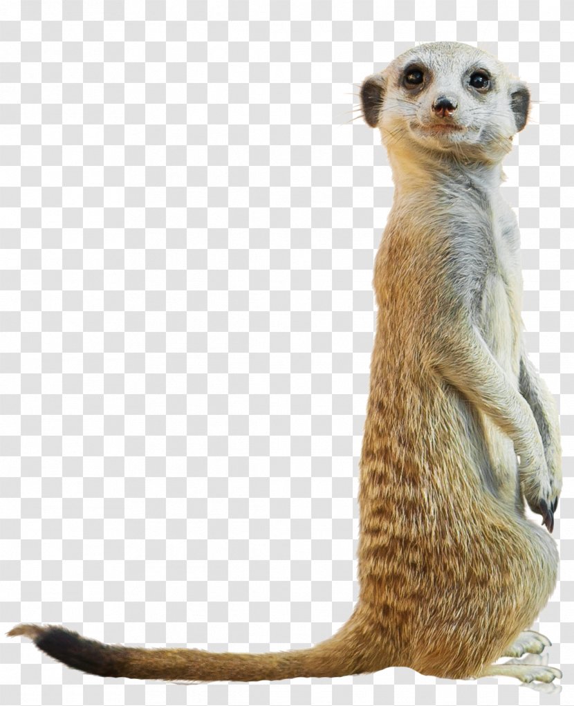 Compare The Meerkat San Diego Zoo Baboons Child - Royaltyfree - UK Transparent PNG