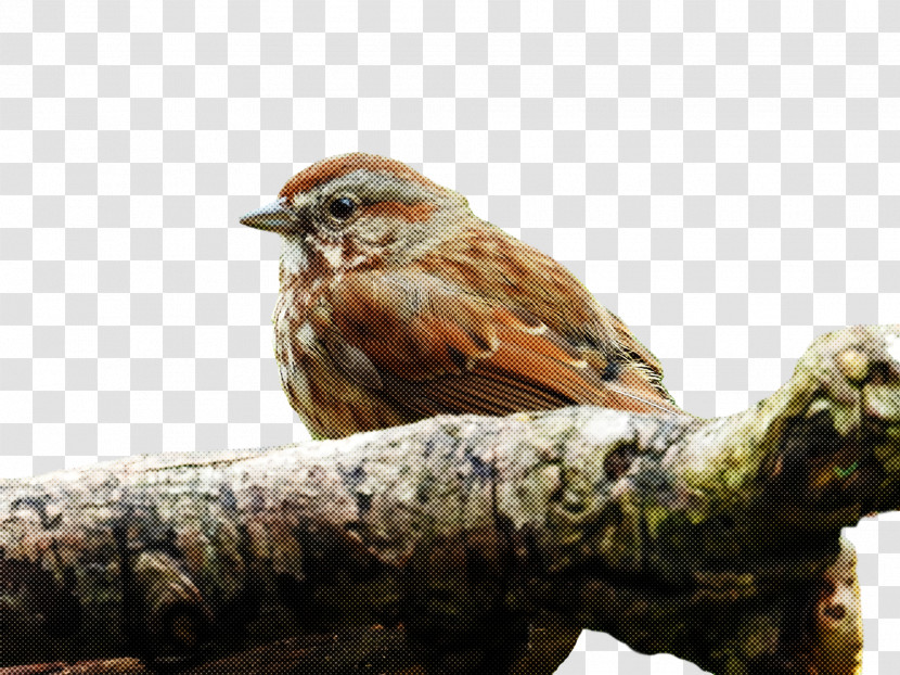 House Finch Birds House Sparrow Old World Sparrow Finches Transparent PNG