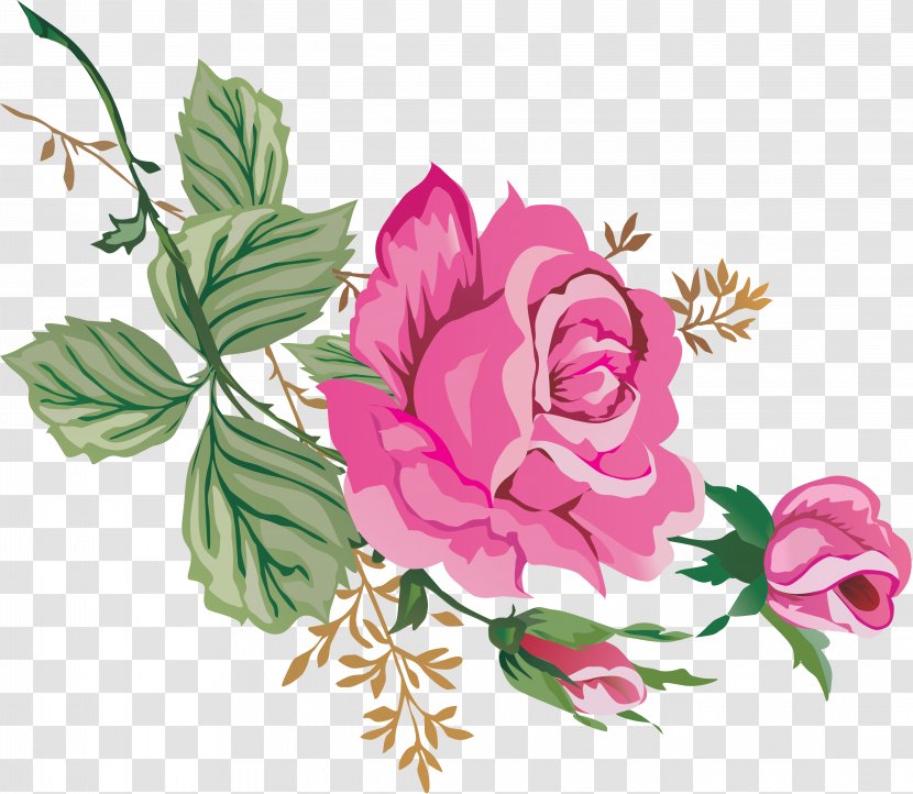 Centifolia Roses Garden Rosaceae - Flower Arranging - Chinese Transparent PNG