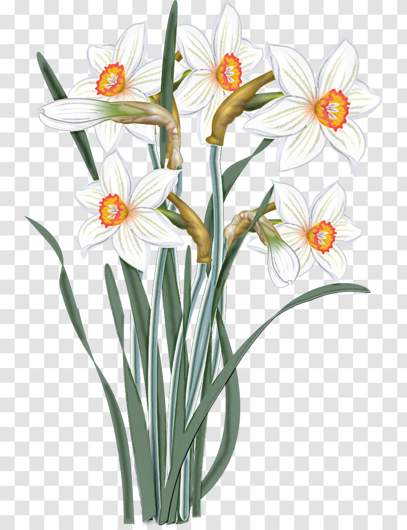 Flower Plant Narcissus Pedicel Petal Transparent PNG