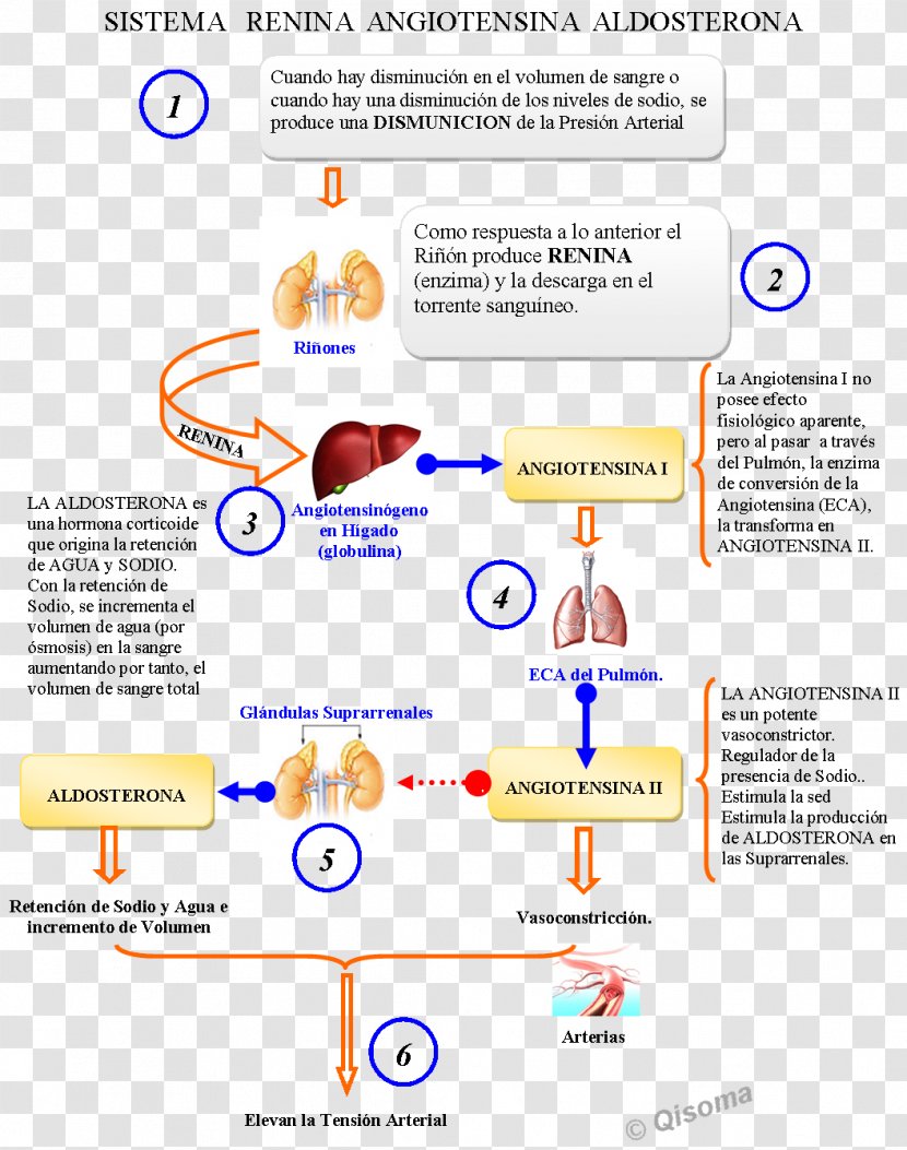 Renin–angiotensin System Medicine Health - Area Transparent PNG