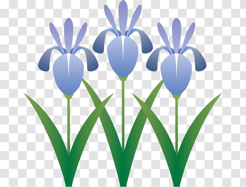 Clip Art Illustration Japanese Iris Royalty-free Flower - Spring 1 Transparent PNG