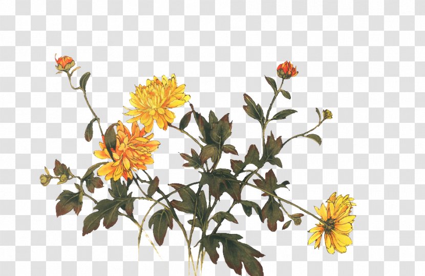 Chrysanthemum Indicum Tea Floral Design Flower - Cut Flowers Transparent PNG