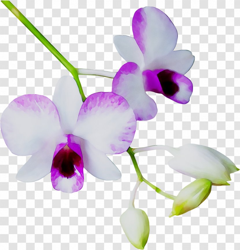 Phalaenopsis Equestris Cattleya Orchids Dendrobium Purple - Magenta - Petal Transparent PNG