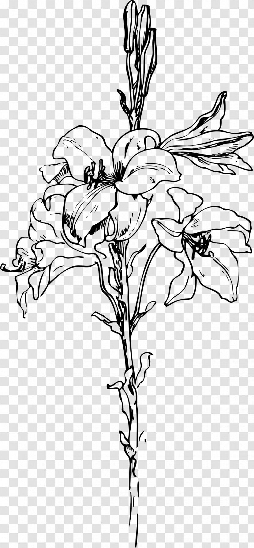 Lilium Drawing Arum-lily Clip Art - Organism - Lilies Clipart Transparent PNG