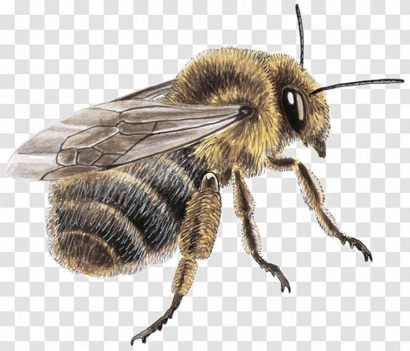 Honey Bee Fond Blanc Mason Yellow Blue - Membrane Winged Insect - Butine Transparent PNG