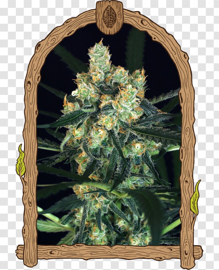 Cannabis Sativa Skunk Seed Autoflowering - Hemp Transparent PNG