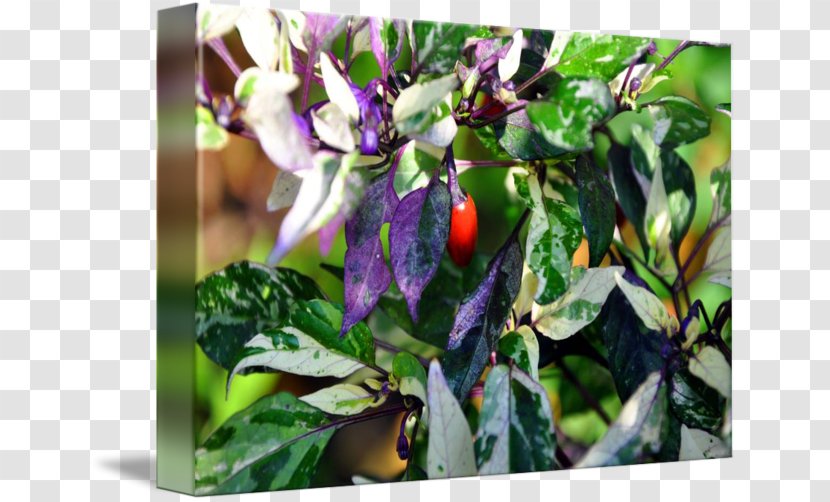 Chili Pepper Bell Leaf - Peppers - Plant Transparent PNG
