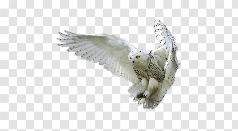 Owl Bird Clip Art - Animal Transparent PNG