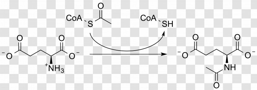 N-Acetylglutamate Synthase Deficiency N-Acetylglutamic Acid Enzyme - Cartoon - Chemical Transparent PNG