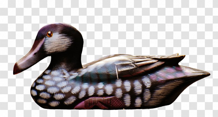 Mallard Goose Duck Water Bird - Ducks Geese And Swans Transparent PNG