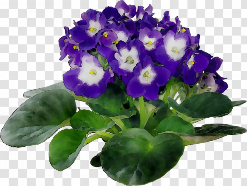 African Violets Plants Houseplant Flowerpot - Primula - Viola Transparent PNG