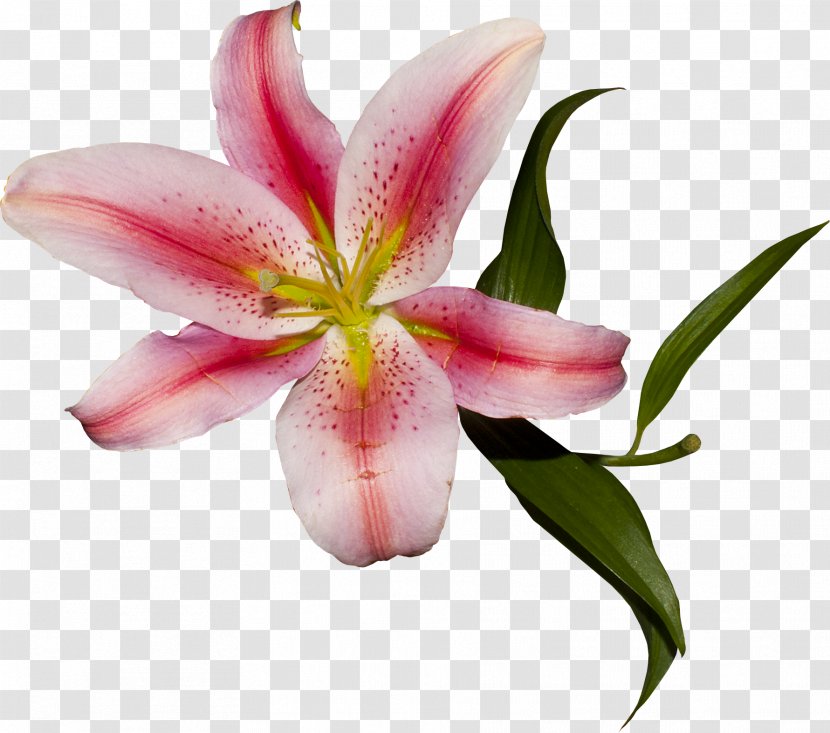 Cut Flowers Plant Liliaceae Lilium - Pink M - Elements Transparent PNG