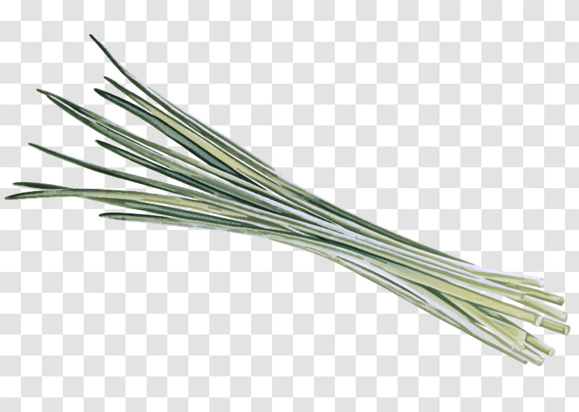 Scallion Welsh Onion Grasses Commodity Transparent PNG