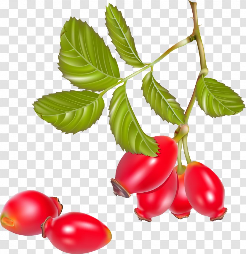 Rose Hip Tea Cherry Tomato - Branch Transparent PNG