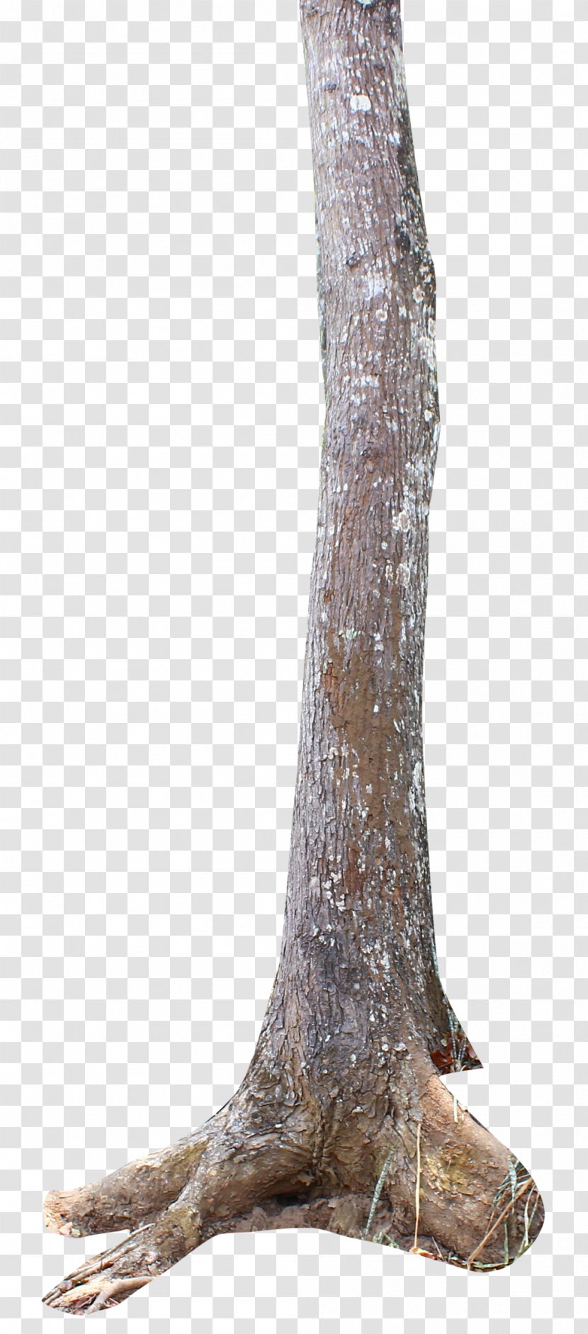 Trunk Tree Stump Plant Stem - Forest Transparent PNG