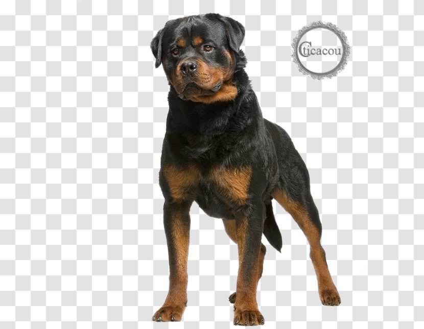 The Rottweiler Dobermann German Shepherd Dog Breed - Puppy Transparent PNG