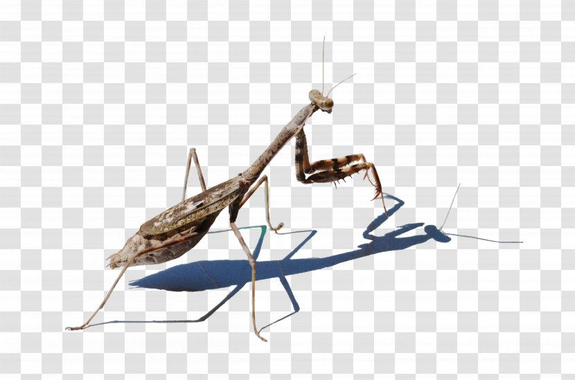 Mantis Image Resolution - Highdefinition Video Transparent PNG