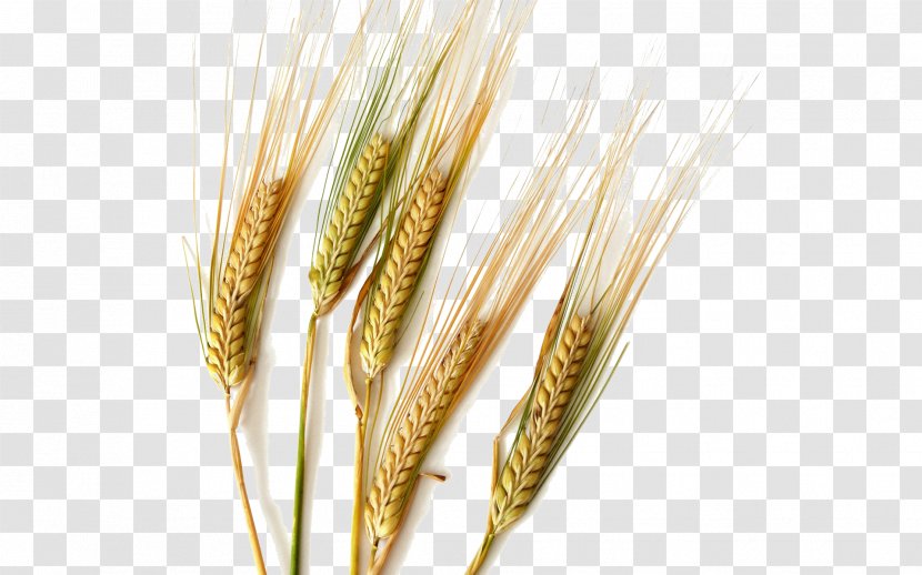 Durum Common Wheat Barley Cereal Ear - Oat - Rice Transparent PNG