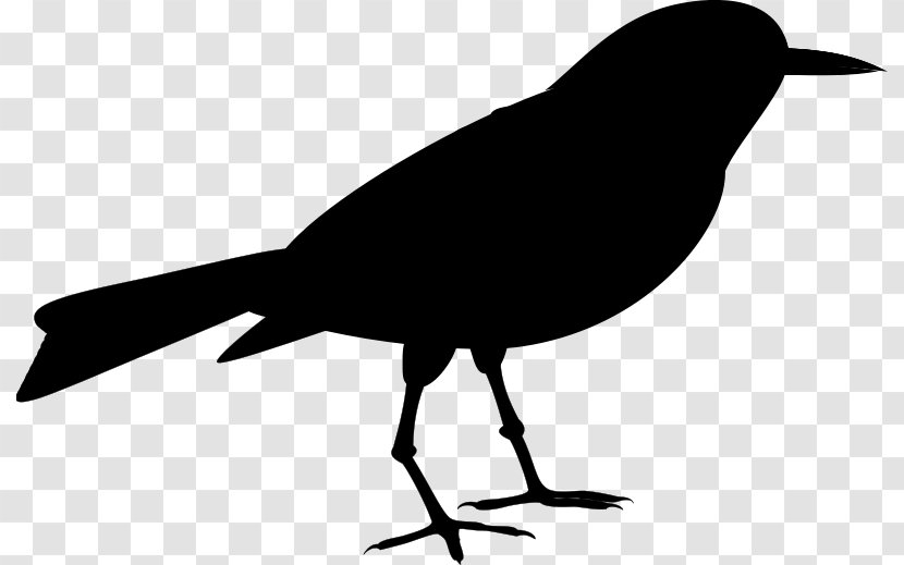 American Crow Clip Art Fauna Silhouette Common Raven - New Caledonian Transparent PNG