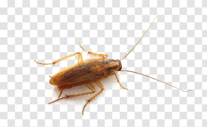 German Cockroach American Insect Pest - Fauna Transparent PNG