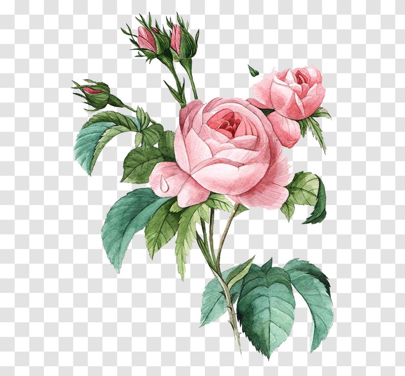 Damask Rose Flower Poster Botanical Illustration Botany - Cut Flowers - Pink Transparent PNG