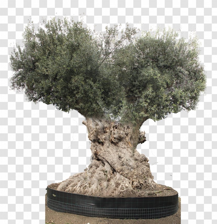 Chinese Sweet Plum Flowerpot Tree Sageretia - Bonsai Transparent PNG