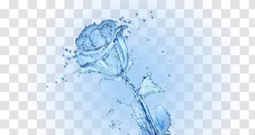 Water Conservation Rose Desktop Wallpaper - Garden Roses Transparent PNG