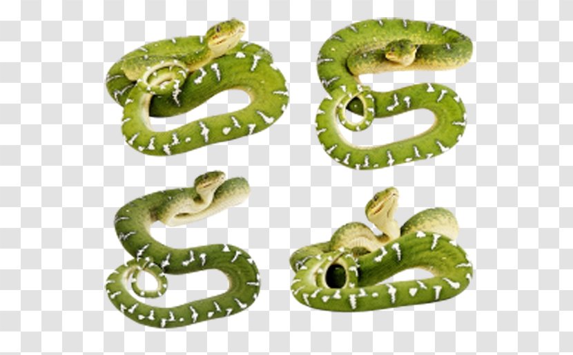 Smooth Green Snake Clip Art Transparent PNG