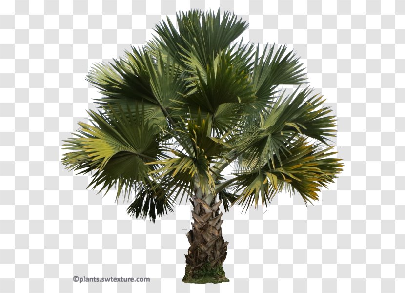 Asian Palmyra Palm Babassu Saw Palmetto Trees Peach - Attalea - Coconut Transparent PNG