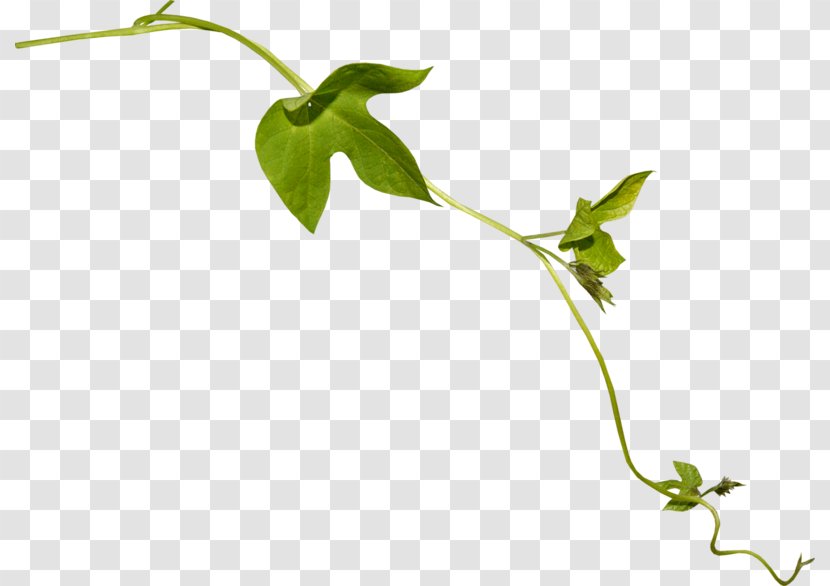 Twig Leaf Plant Stem Flower Vine Transparent PNG