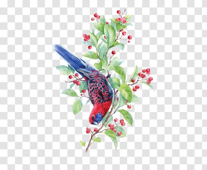 Bird Crimson Rosella Watercolor Painting Illustration - Beak - Birds Transparent PNG