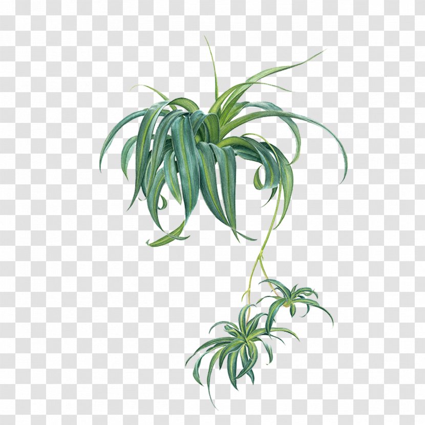 Chlorophytum Comosum Icon - Flora - Plant Transparent PNG