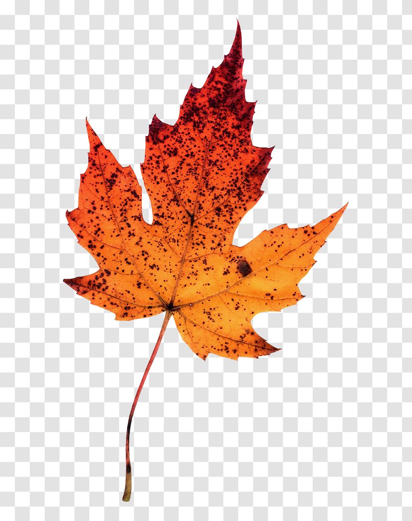 Maple Leaf Photography Autumn Leaves Clip Art Transparent PNG