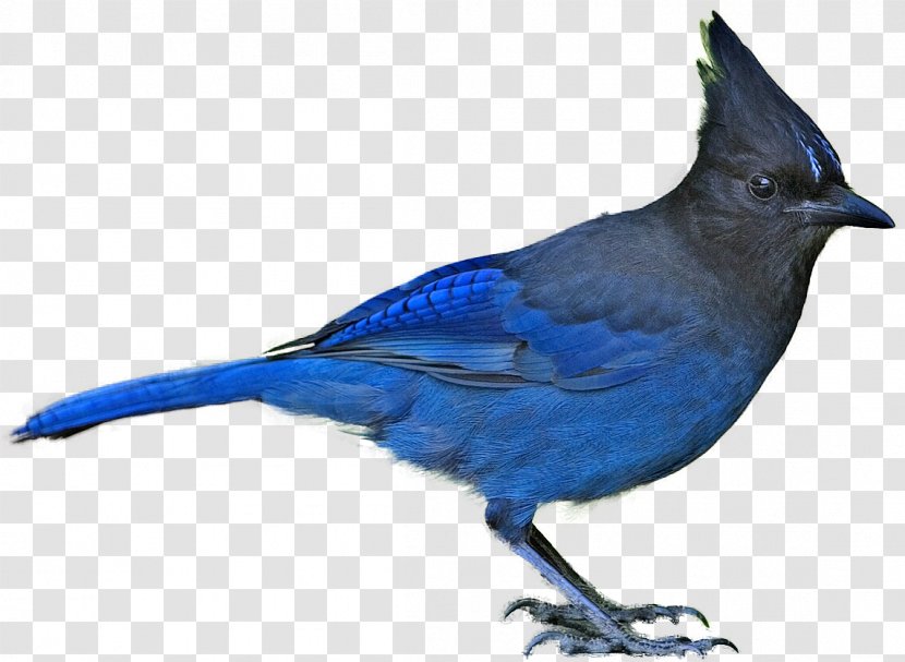Bird Blue Jay Steller's Clip Art - Bluebird Transparent PNG