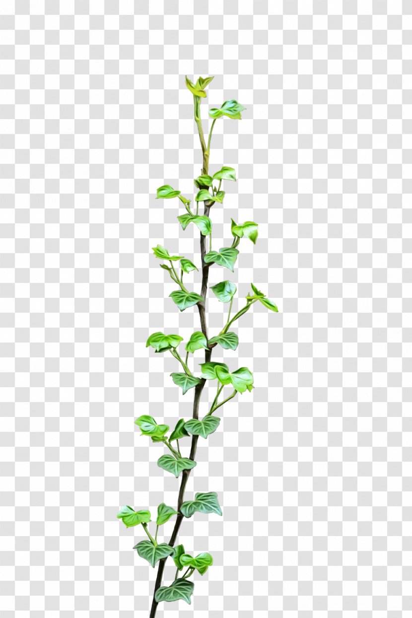 Vine Clip Art Virginia Creeper Liana Leaf - Pedicel - Pennyroyal Transparent PNG