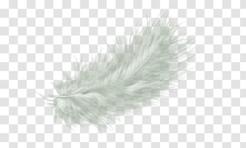 White Feather Drawing Clip Art - Angel Transparent PNG