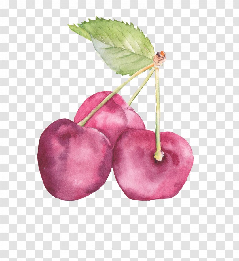 Auglis Watercolor Painting Art Drawing - Apple - Cherry Transparent PNG