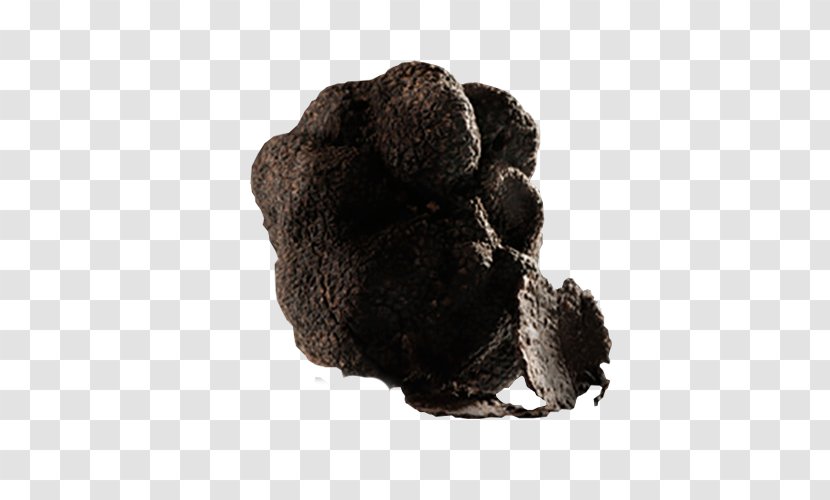 Truffle Tuber Aestivum Food Uncinatum Product - Manufacturing Transparent PNG