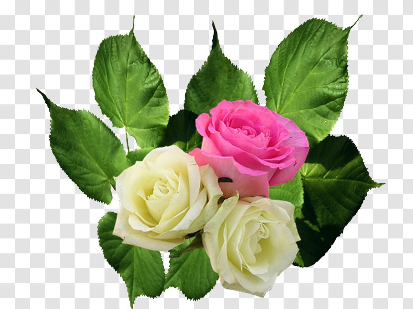 Garden Roses Cabbage Rose Floral Design Cut Flowers - Family - Flower Transparent PNG