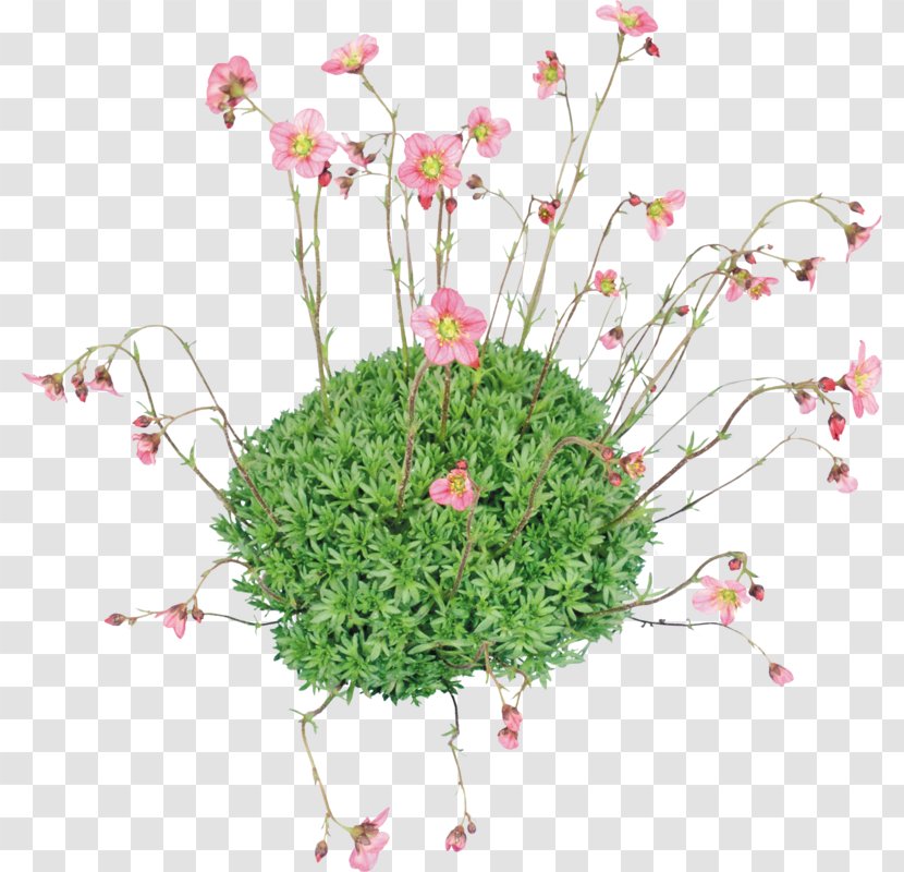 Floral Design Flower JPEG Psd - Plant Transparent PNG