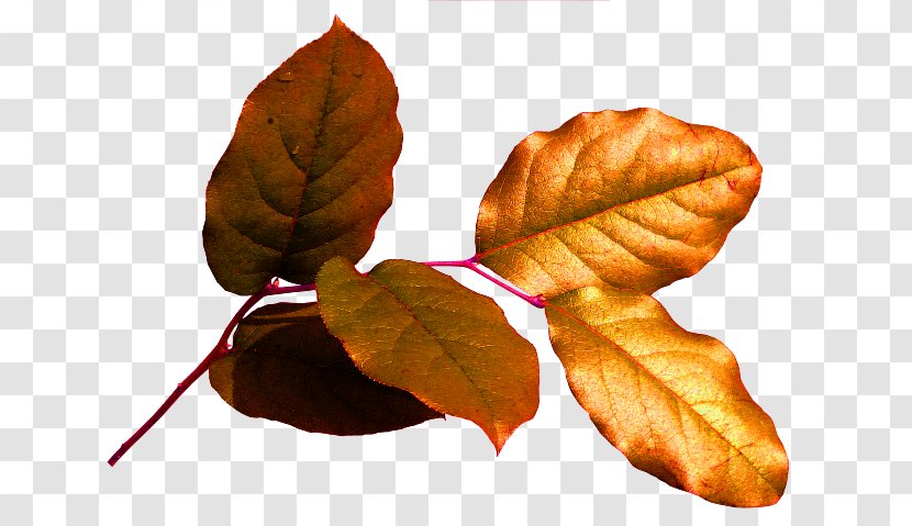 Chișinău Leaf Осенние листья Deciduous Clip Art - Homo Sapiens Transparent PNG