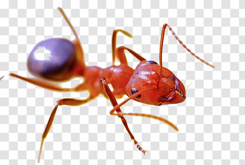 Red Imported Fire Ant Pest Control Harvester Insect - Ants Transparent PNG