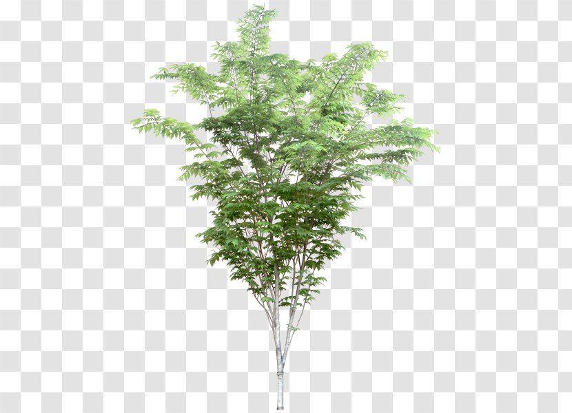 .dwg Twig Tree Architect Evergreen Transparent PNG