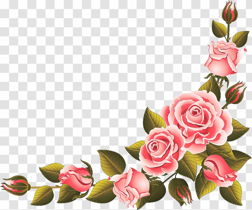 Garden Roses - Pink - Flowering Plant Bud Transparent PNG