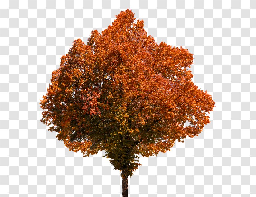 Autumn Leaf Color Clip Art Tree - Deciduous Transparent PNG